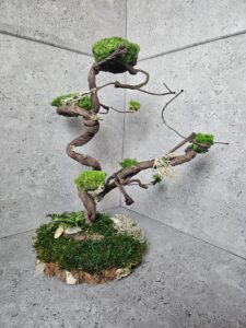 Stabilizovaný „Bonsai“